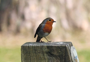 Little red breasted brown bird perched on a wooden post